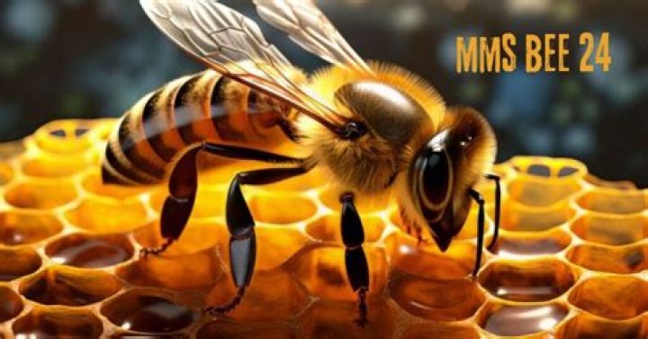 Unveiling the Power of MMS Bee.Net: Your Ultimate Guide